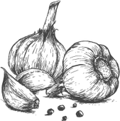 Pěstování česneku Znojmo Pěstování česneku Znojmo